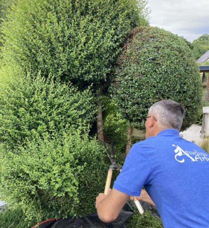 entretien de jardin - jardinier - paysagiste dinan - taden - trelivan (10)