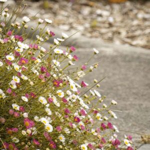 entretien de jardin dinan dinard st malo Ameline arbora (11)