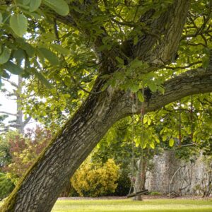 entretien de jardin dinan dinard st malo Ameline arbora (12)