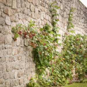 entretien de jardin dinan dinard st malo Ameline arbora (13)