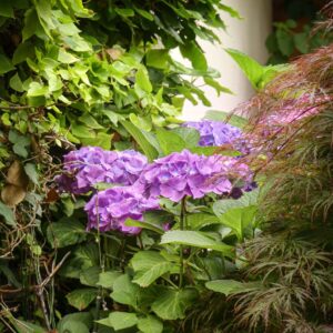 entretien de jardin dinan dinard st malo Ameline arbora (14)