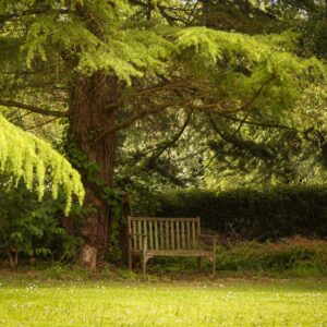 entretien de jardin dinan dinard st malo Ameline arbora (16)