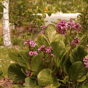 entretien de jardin dinan dinard st malo Ameline arbora (17)