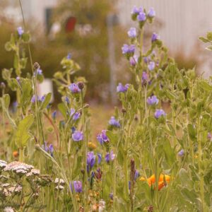 entretien de jardin dinan dinard st malo Ameline arbora (20)