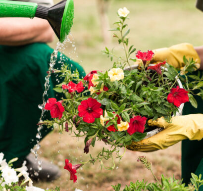 cours de jardinage - ameline arbora - dinan - taden - saint samson - saint malo 