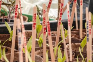 jardin nourricier potager minihic sur rance (1)