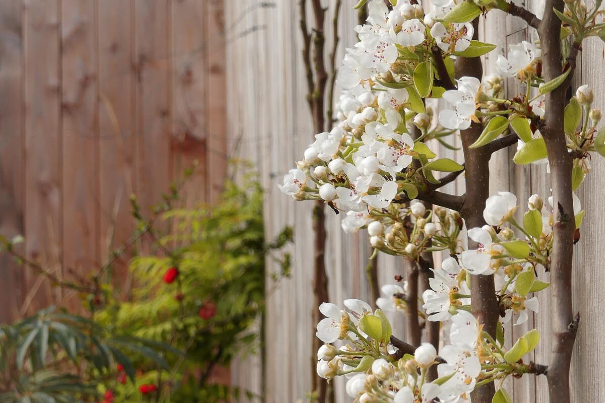 jardin nourricier potager minihic sur rance (10)