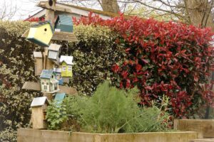 jardin nourricier potager minihic sur rance (13)